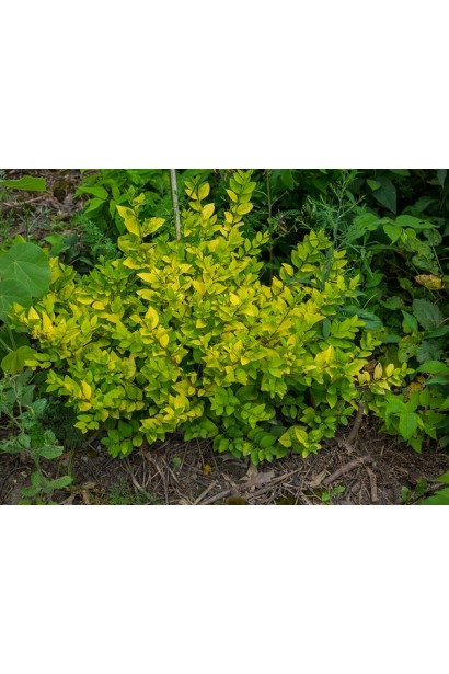 Использование в ландшафте Бирючины Vicaryi